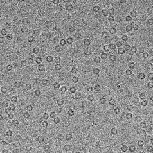 High-resolution cryo electron microscopy image of single particles